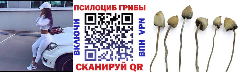 Купить  Малмыж  Галлюциногенные грибы Magic Shrooms 